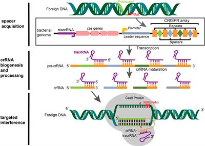 Current trends of clinical trials involving CRISPR/Cas systems